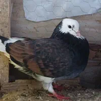 کبوتر های پرشی سالم ب تضمین|پرنده|املش, |دیوار