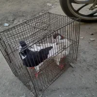 کفتر
