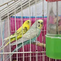 جفت مرغ عشق|پرنده|ایلام, |دیوار