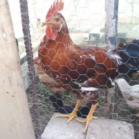 یک جفت خروس  جوان زیبا  خوش رنگ ومرغ گیر