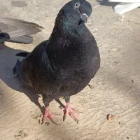 کبوتری|پرنده|ارومیه, |دیوار