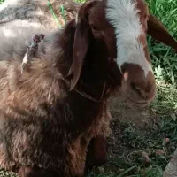 اجاره خانه باغ کارگاه تولیدی انبار/مرغداری/دامداری|اجارهٔ دفتر صنعتی، کشاورزی، تجاری|مشهد, میان ولایت|دیوار