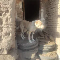 سگ گله|سگ|سبزوار, شرق کال میانی|دیوار