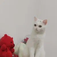 گربه اسکاتیش بریتیش