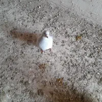 کفتر پاکستانی و پلاکی نر|پرنده|رشتخوار, |دیوار