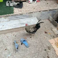 خروس گلین،پنگونی|حیوانات مزرعه|بروجرد, |دیوار