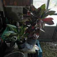 گل کروتون پرتغالی و دیفن باخیا