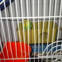 مرغ عشق|پرنده|گنبد کاووس, |دیوار