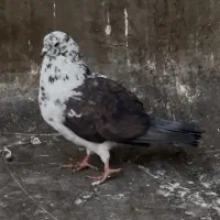 کفتر قمار بازی