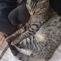 گربه گمشده بهمراه مژدگانی|حیوانات|مینودشت, |دیوار