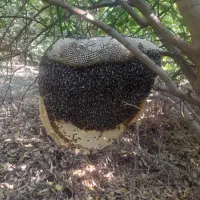 فروش عسل طبیعی وحشی