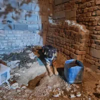 سگ ژرمن شپرد|سگ|خاش, |دیوار