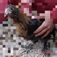 انواع مرغ و خروس نژاددار به همراه توری مرغی|حیوانات مزرعه|زرند, |دیوار