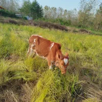 فروش چهار راس گوساله ماده|حیوانات مزرعه|شلمان, |دیوار