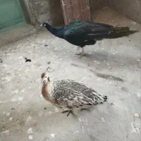 طاووس نرماده