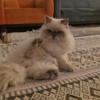 یک جفت گربه نر وماده نژاددار