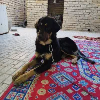 واگذاری سگ بومی به صورت رایگان برای تربت حیدریه|سگ|تربت‌حیدریه, شهرک ولیعصر|دیوار