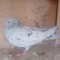 کفتر سرور ماده|پرنده|شاهدشهر, |دیوار