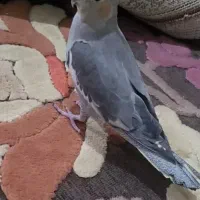 پرنده عروس نر