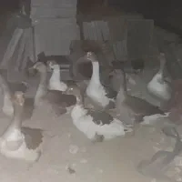 نه عدد غاز بالغ