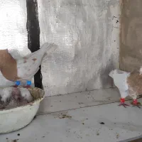 کبوتر کله زرد و سیاه