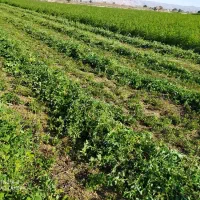 خرید و فروش یونجه وعلف باقیمت مناسب۰