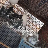 ۱۰عددکبوترتهرانیموقعیتجوین|پرنده|سبزوار, زینبیه|دیوار