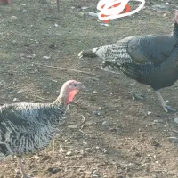 انواع خرگوش و بوقلمون|حیوانات مزرعه|گنبد کاووس, |دیوار