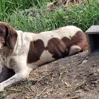 توله شکاری|سگ|ینقاق, |دیوار