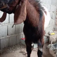 چند عدد گوسفند