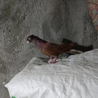 کبوتر صربستانی