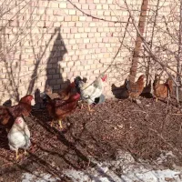 تعداد 16عددمرغ وخروس بفروش می رسد|حیوانات مزرعه|ورزقان, |دیوار