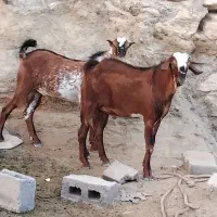 کهره نری|حیوانات مزرعه|قشم, |دیوار