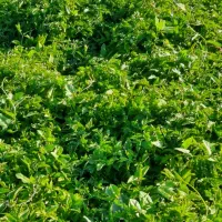 نشا|خدمات باغبانی و درختکاری|ارومیه, |دیوار
