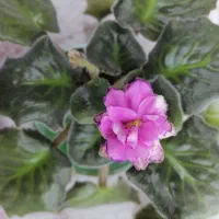 بنفشه آفریقایی گلدار