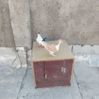 یکجفت کبوتر ساده|پرنده|پاکدشت, پاکدشت (مامازند)|دیوار