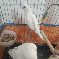 طوطی عروس البینو بدون لپ نر|پرنده|رشت, آب آسیاب|دیوار