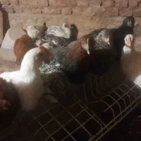 مرغ و خروس نیمچه|حیوانات مزرعه|قیدار, |دیوار