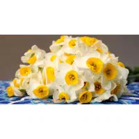 مجله پرورش گل