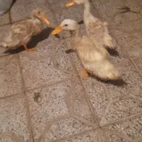 سه تا اردک پکنی