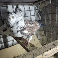 کبوتر|پرنده|قرچک, داوود آباد|دیوار