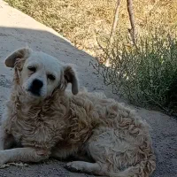 واگذاری سگ|سگ|ساوه, |دیوار