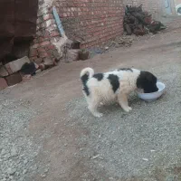 واگذاری توله سرابی|سگ|سلماس, |دیوار