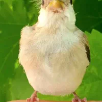 جوجه سهره چونه سفید روباهی ابلغ به ضمانت نر کال