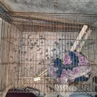 قفس پرنده