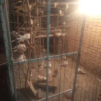 کبوتر تهرانی پرشی