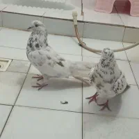 نر و ماده تهرانی قلم کار