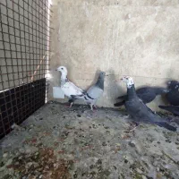 گلی وبزگ پلاکی
