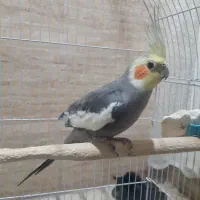 عروس هلندی سخنگو