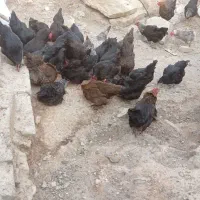 مرغ تخمگذار ‌
